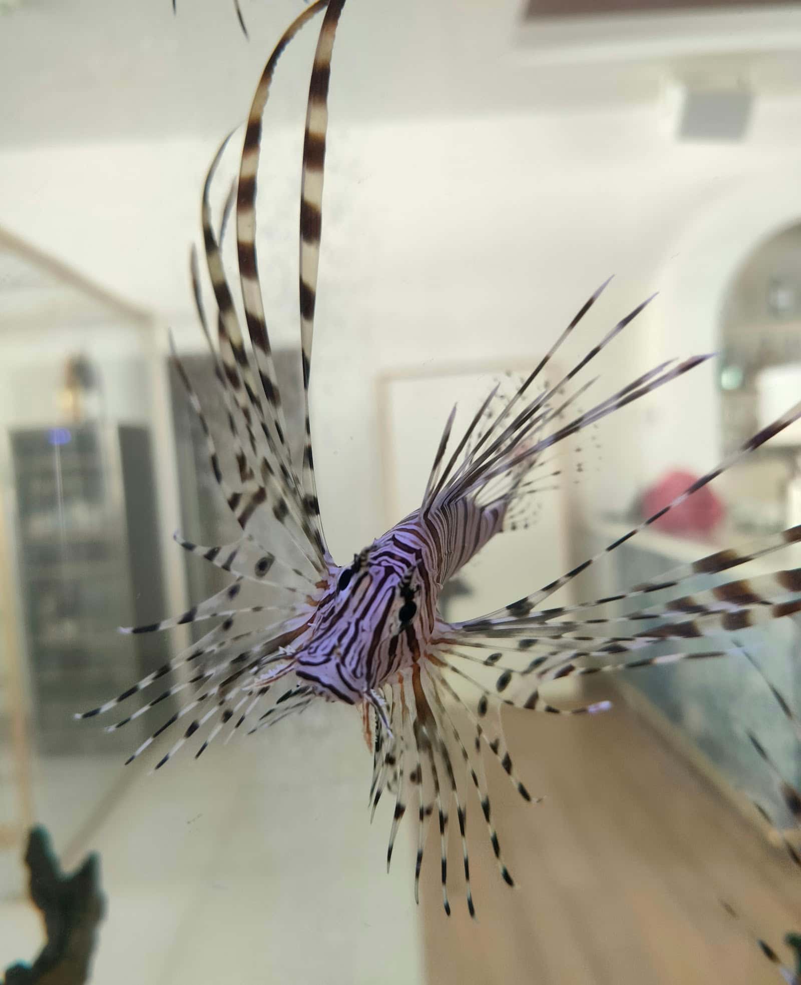 Aqua Art LLC - Aquarium Manufacturing Unit