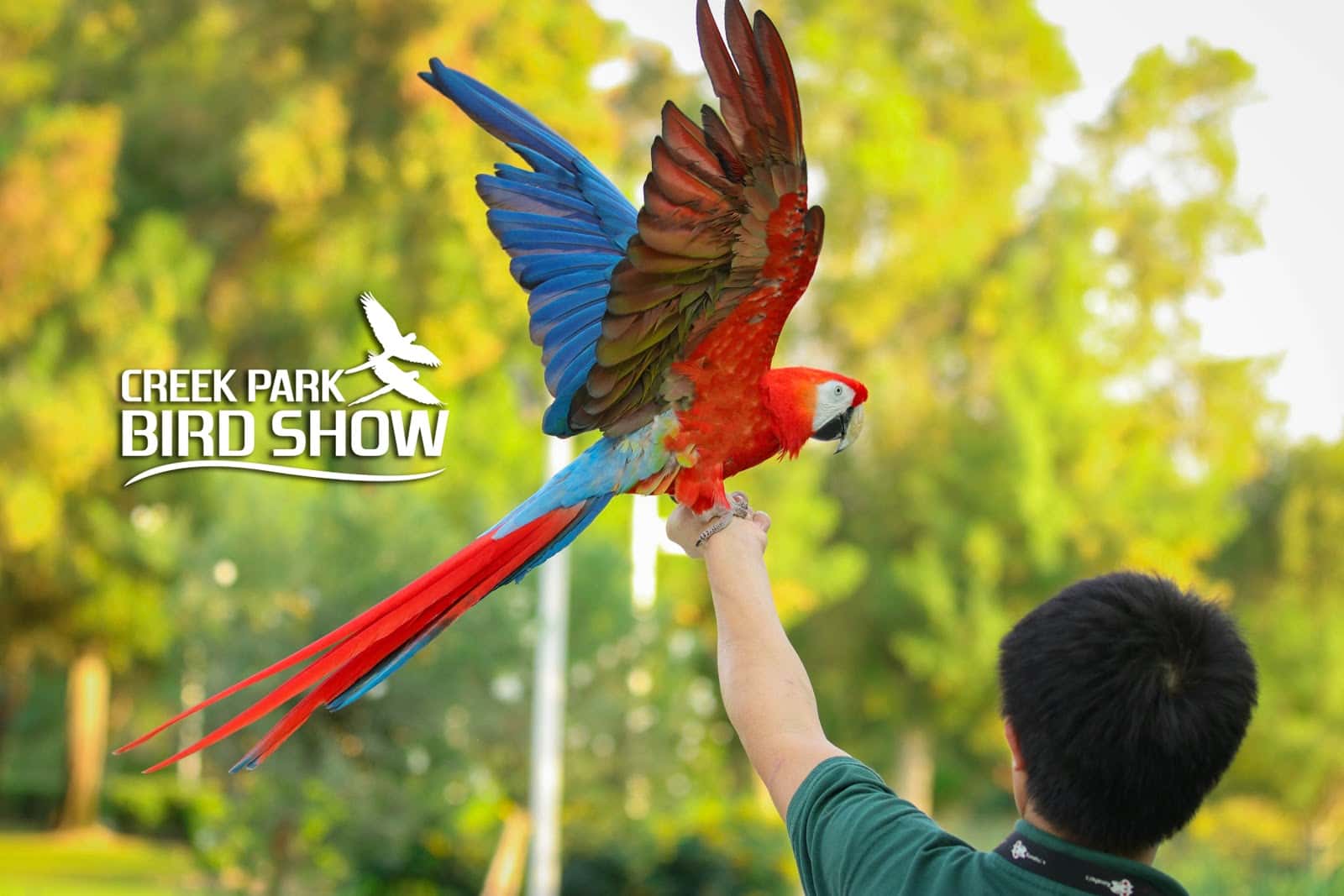 Creek Park Bird Show