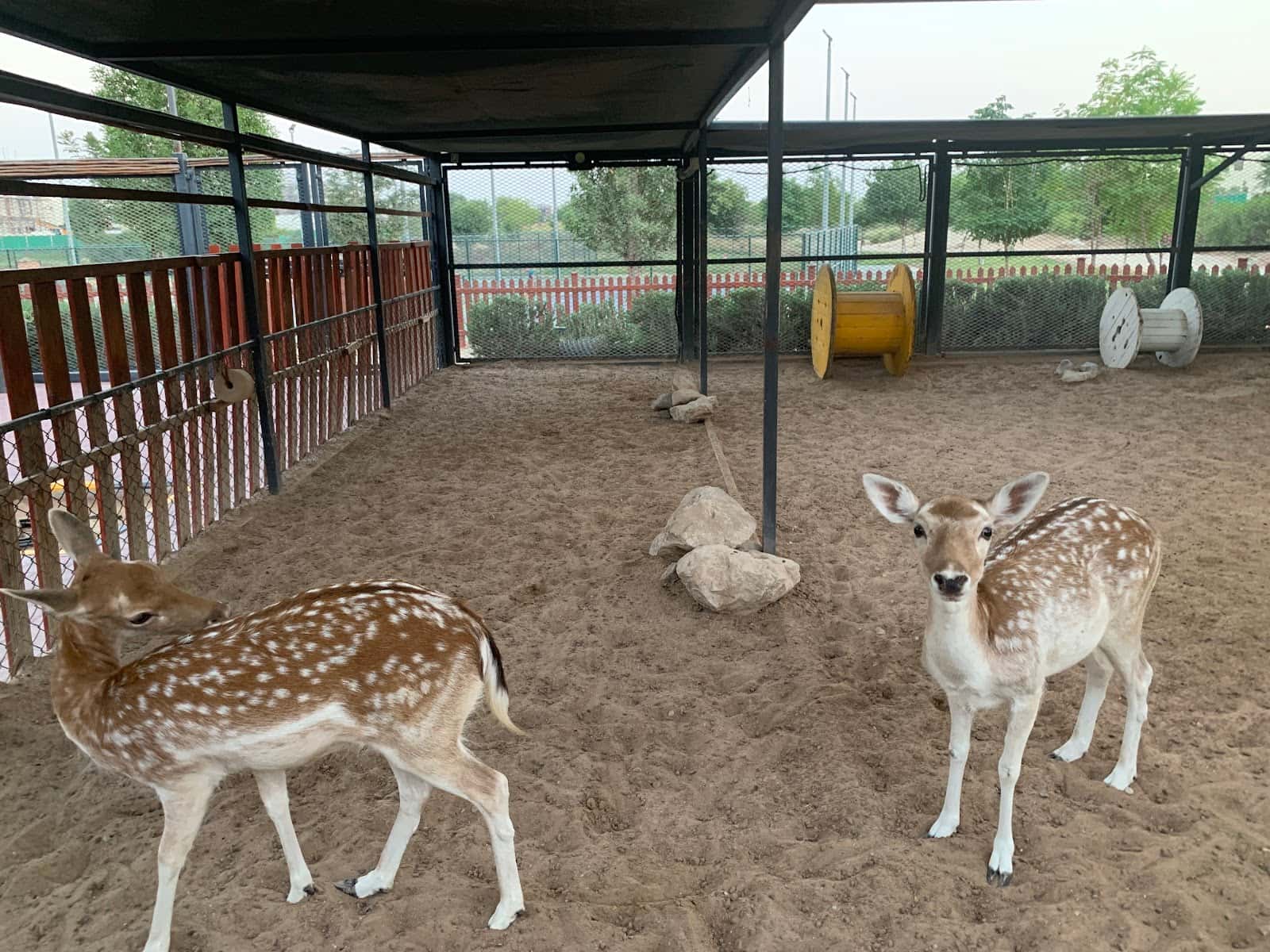 Damac Hills Pet Farm