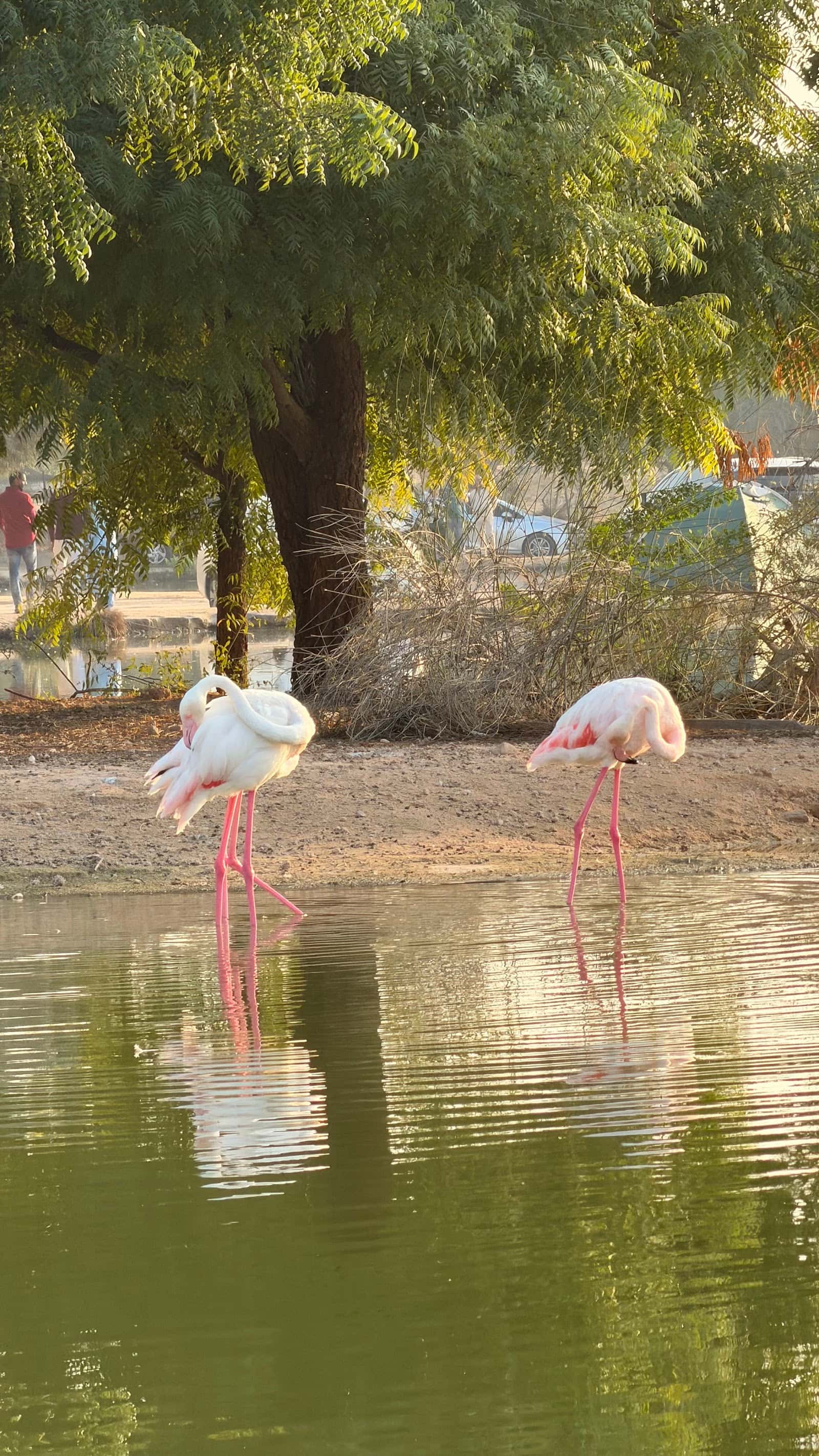 Flamingo lake I Spot
