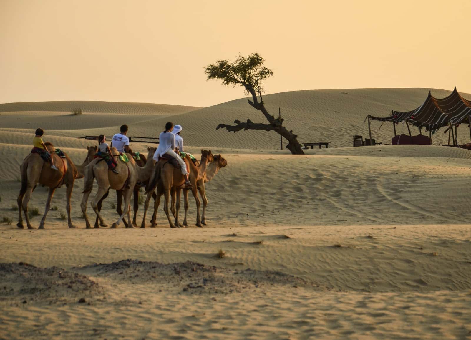 Kamel Uschi / Cameluschi