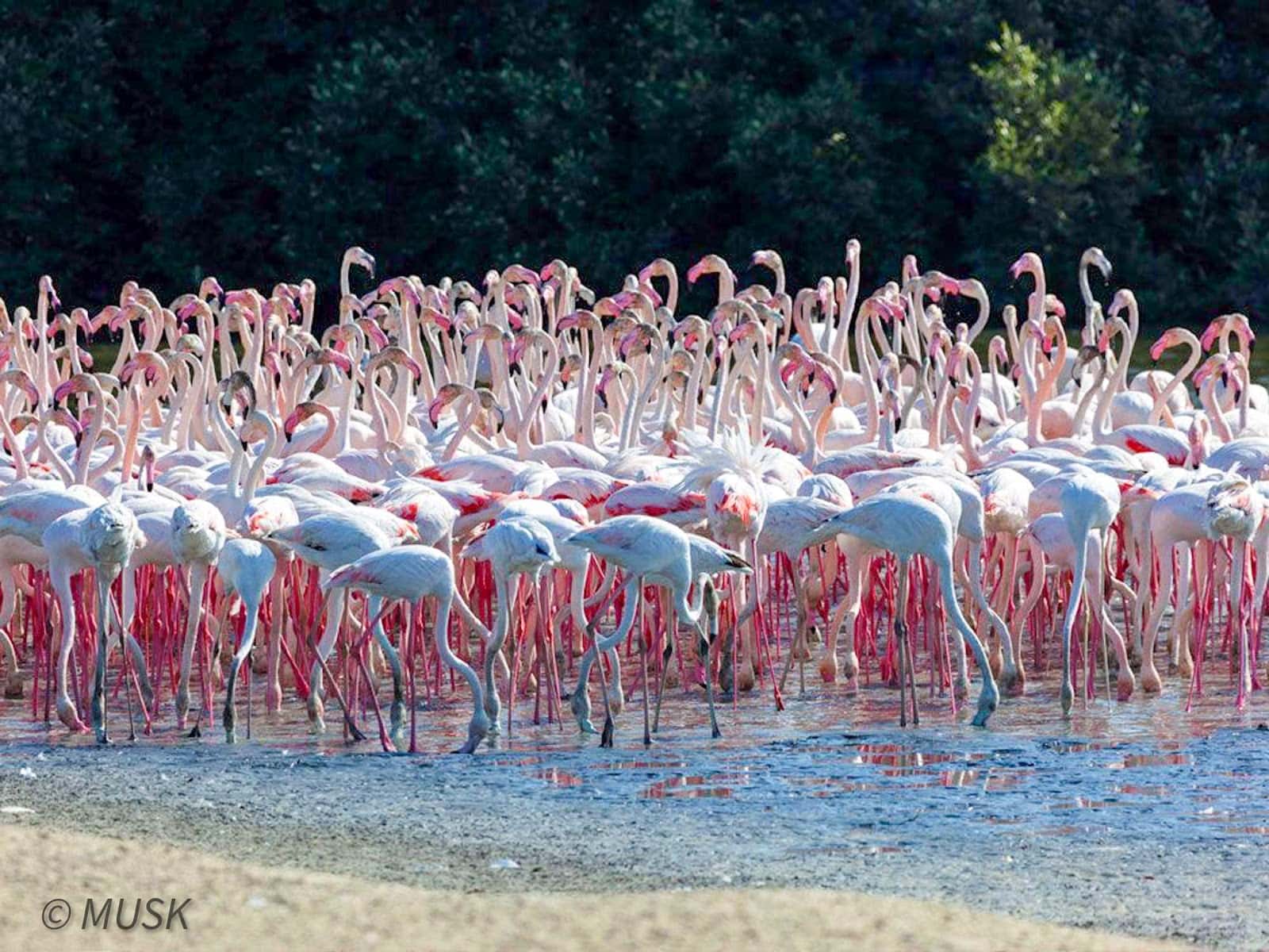 Ras Al khor flamingo sanctuary