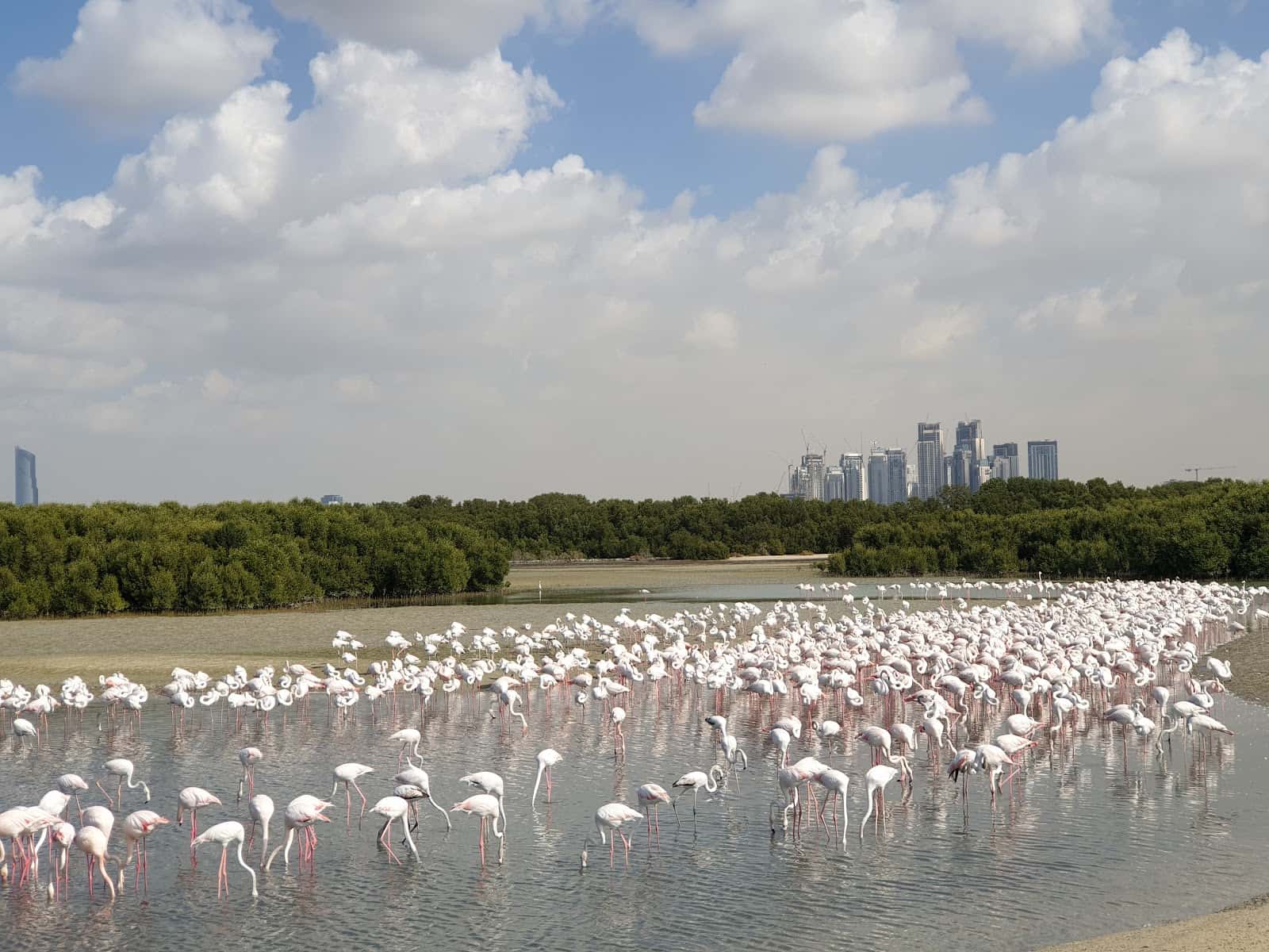 Ras Al Khor Wildlife Sanctuary
