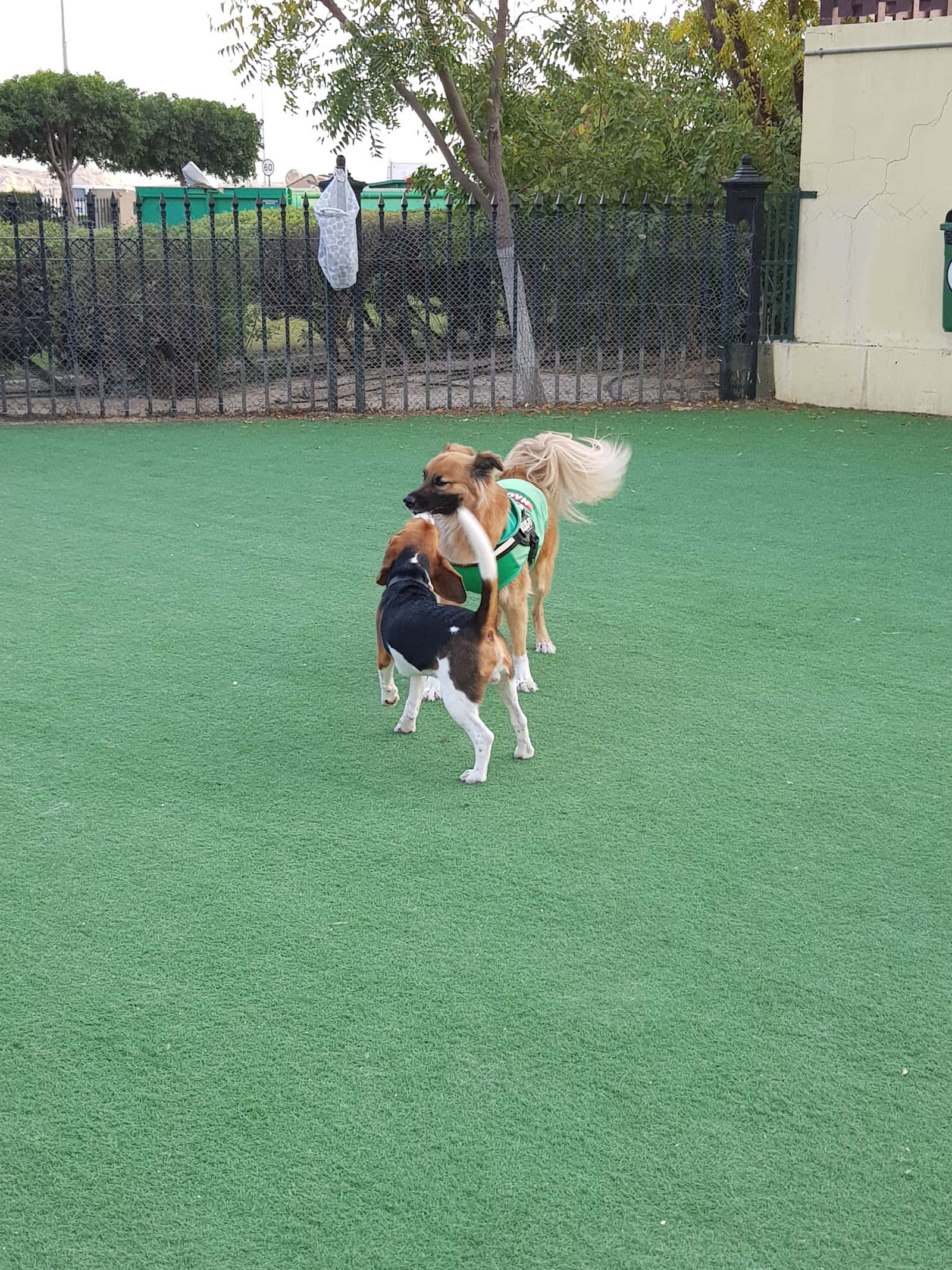 The Greens Dog Park