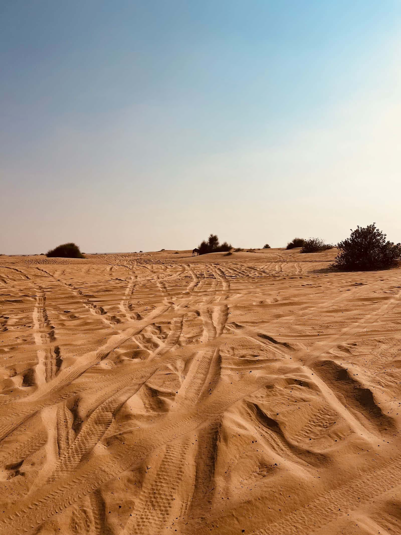 Warsan Desert