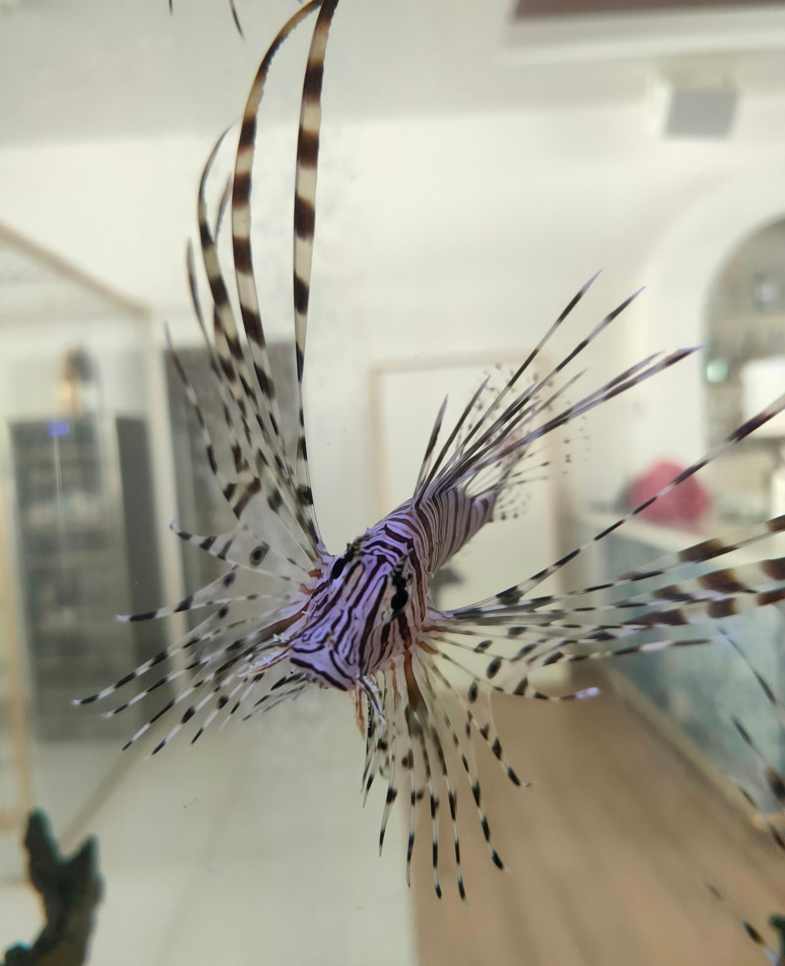 Aqua Art LLC - Aquarium Manufacturing Unit - Image 1