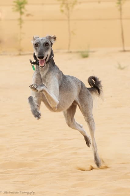 BarkPark Dubai - Image 1