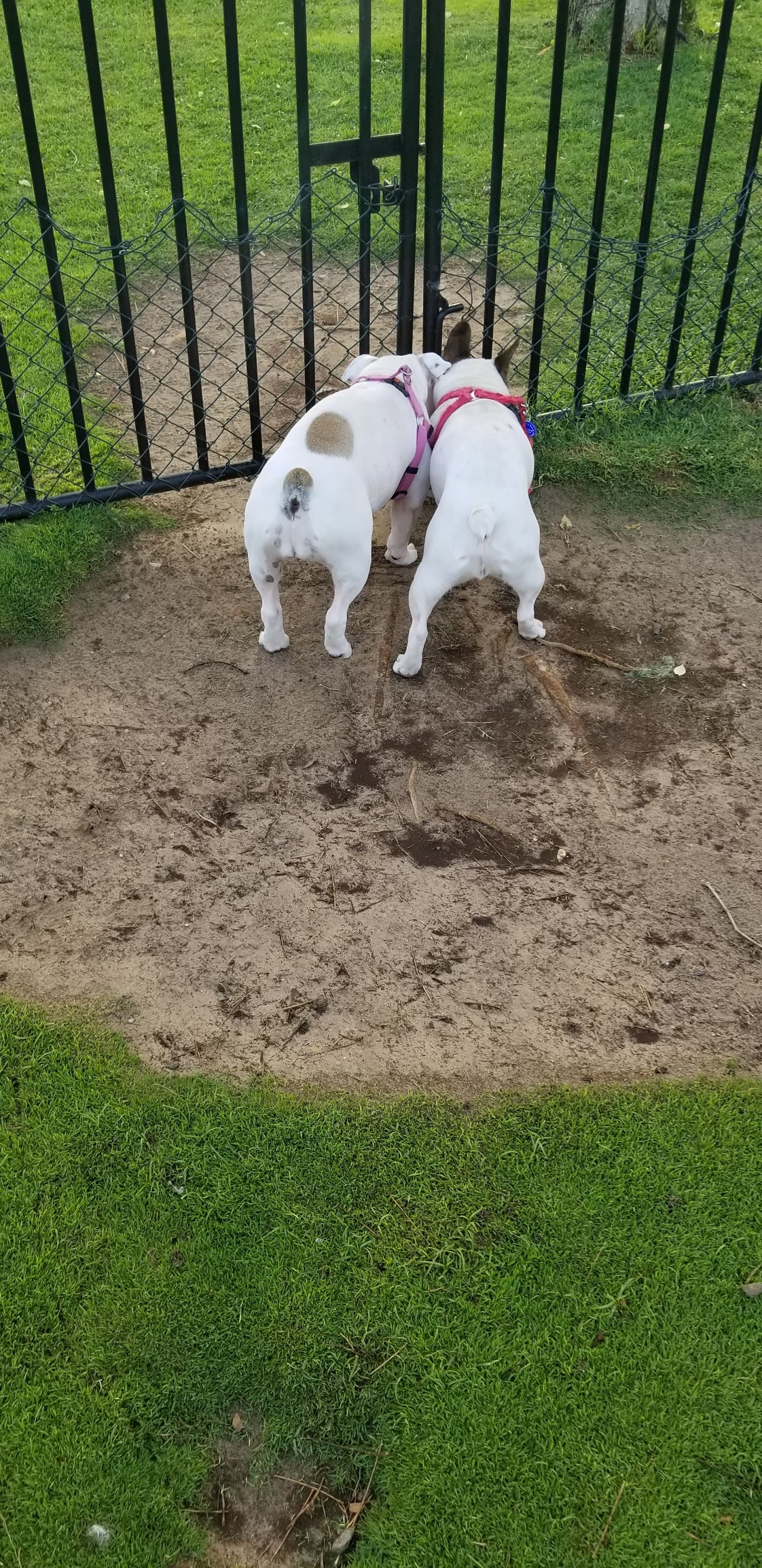 Dog Park Springs 8 - Image 1