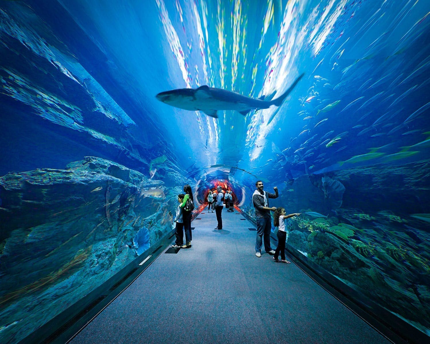 Dubai Aquarium & Underwater Zoo - Image 1