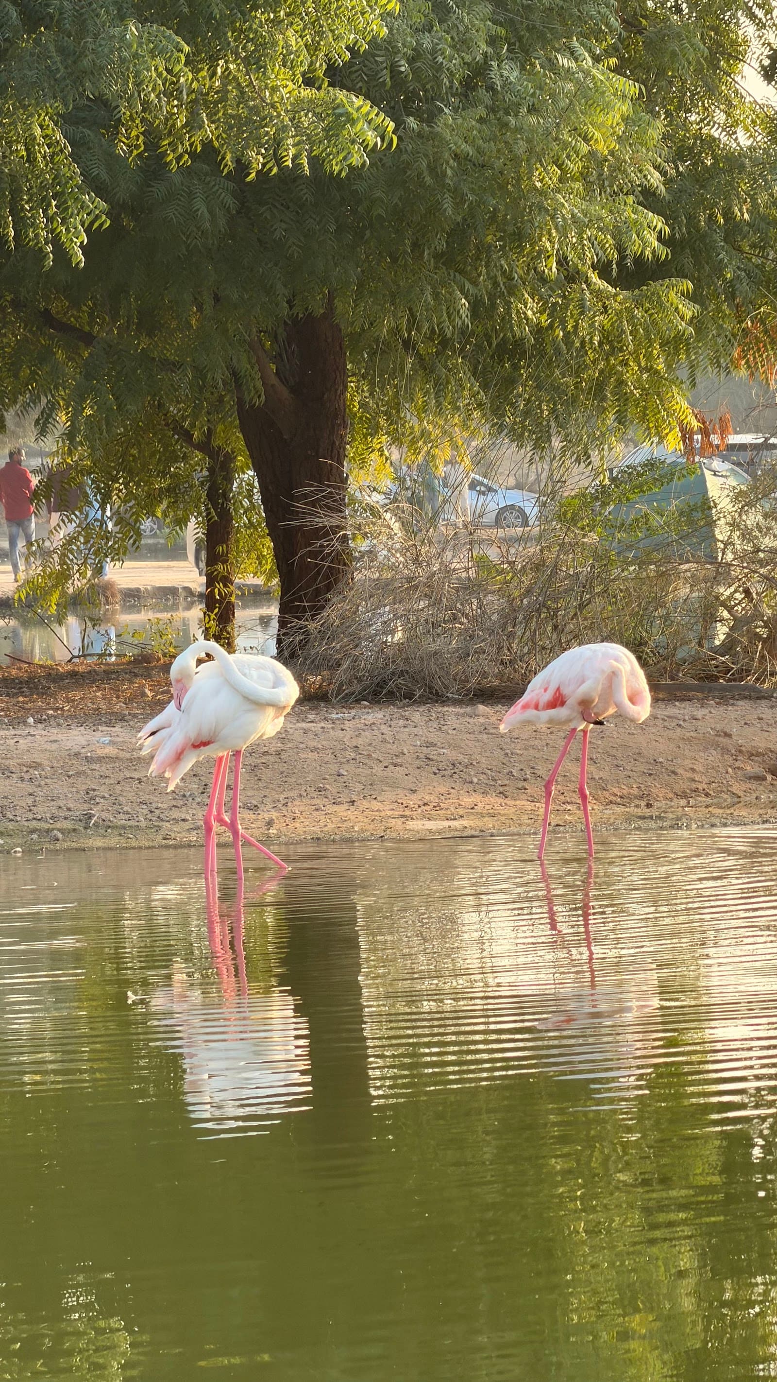 Flamingo lake I Spot - Image 1