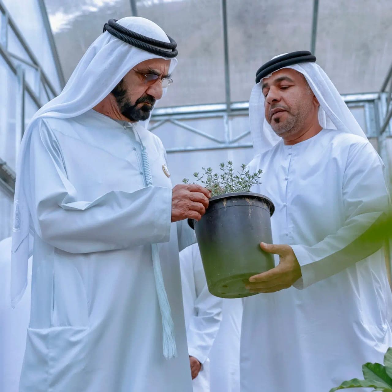 مزرعة حتا النموذجية للفراولة / Hatta Concept Farm - Image 1