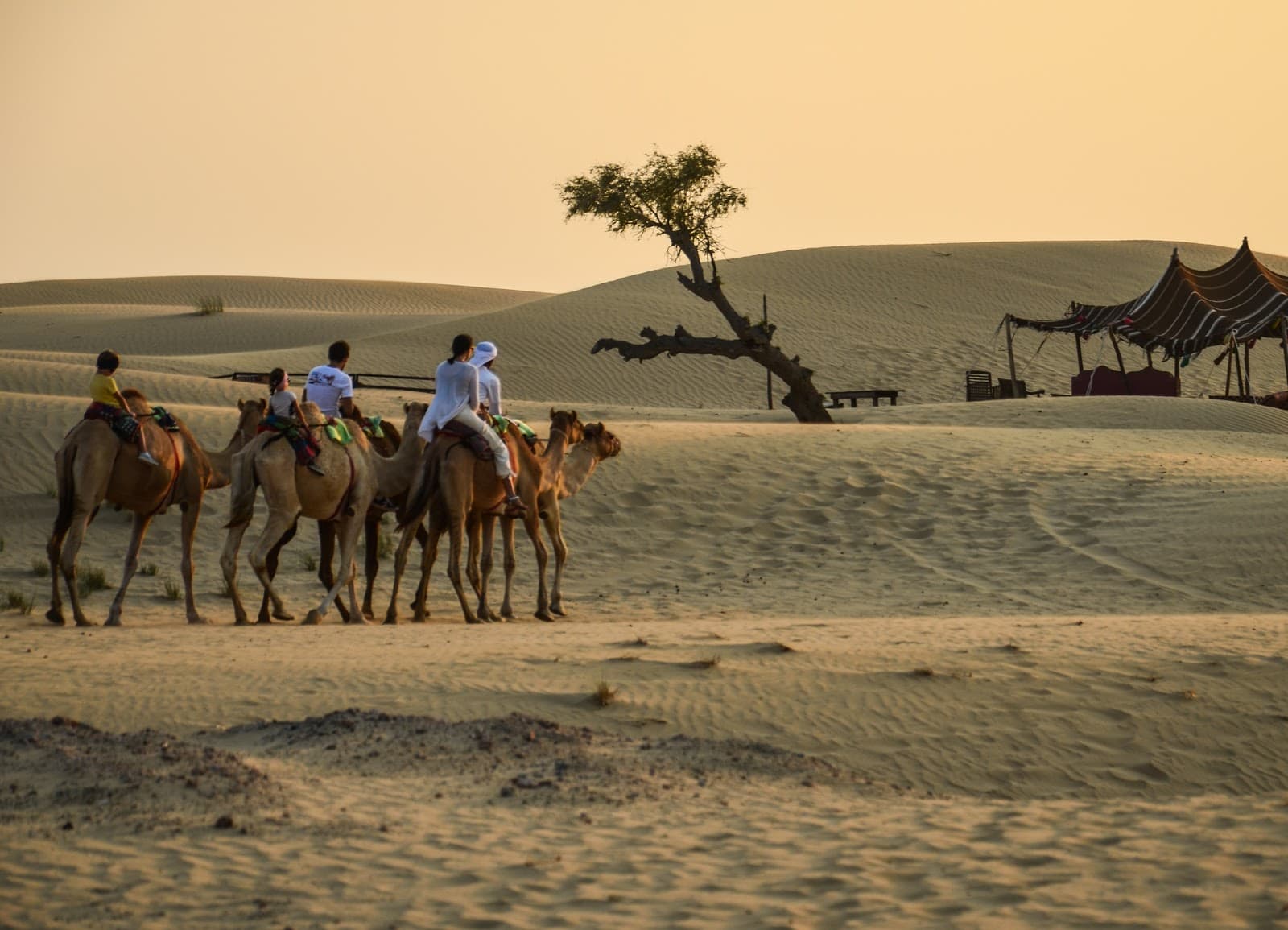 Kamel Uschi / Cameluschi - Image 1