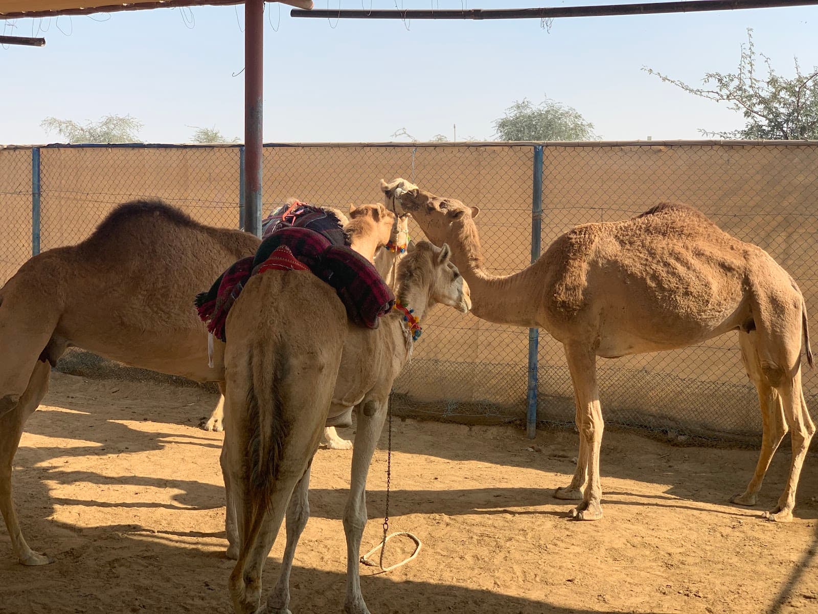 The Camel Farm - Image 1