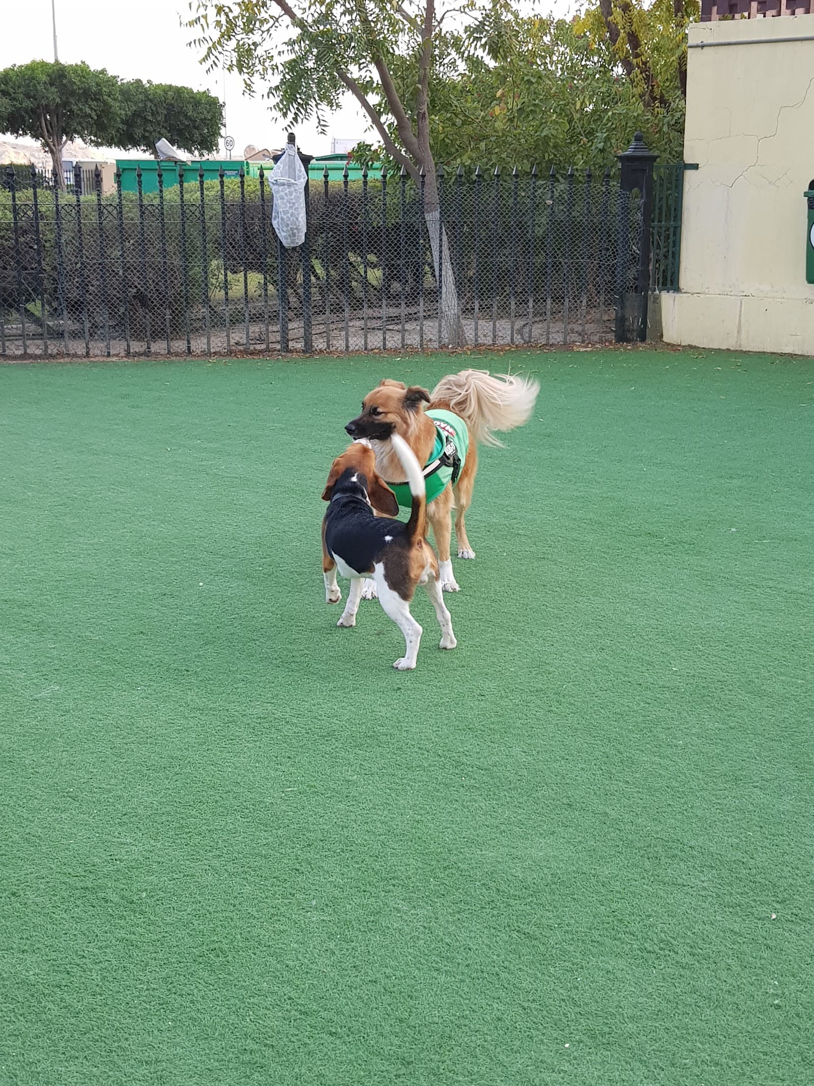 The Greens Dog Park - Image 1