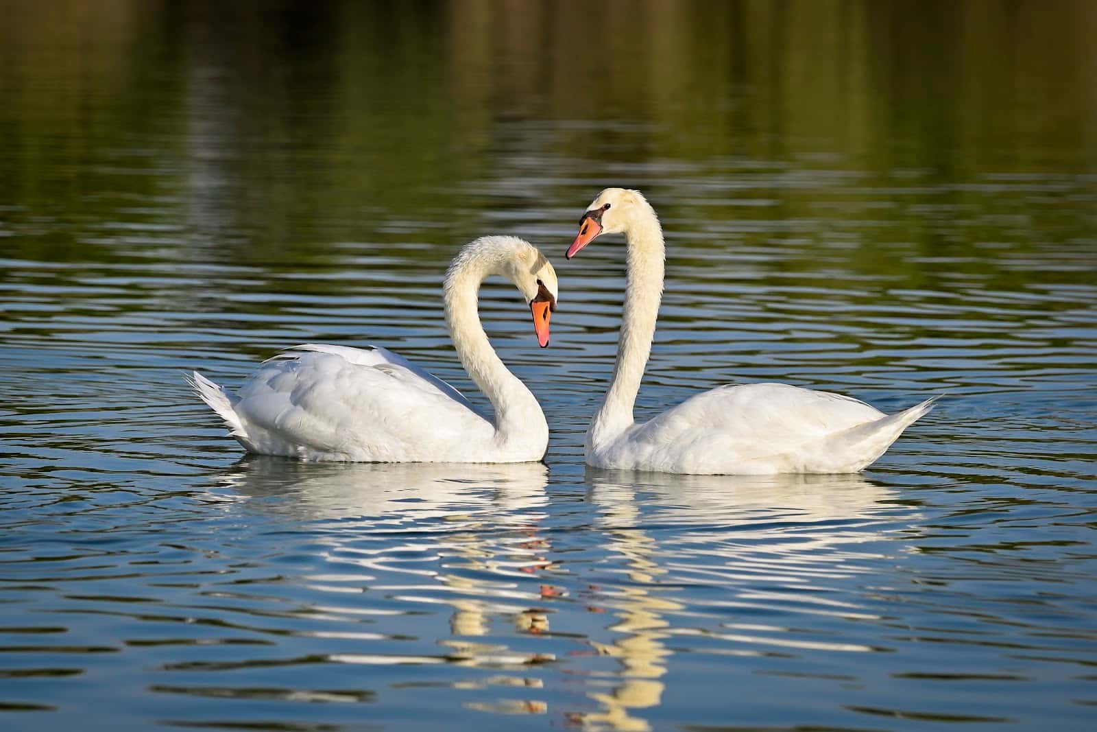 Al Qudra Duck and Swan Lake