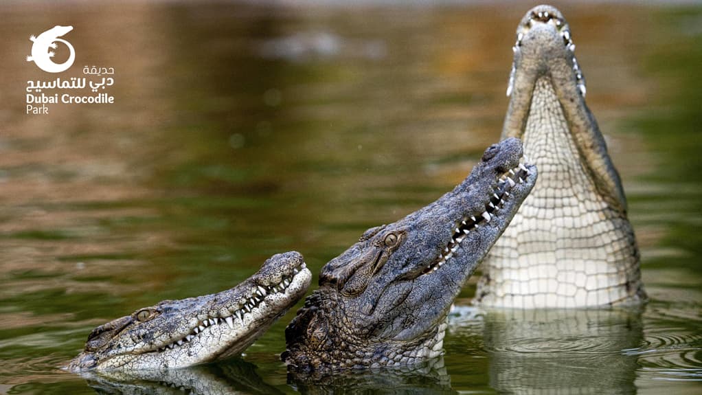 Dubai Crocodile Park - Image 1