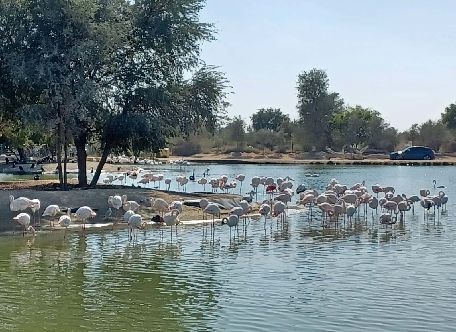 Flamingo Lake