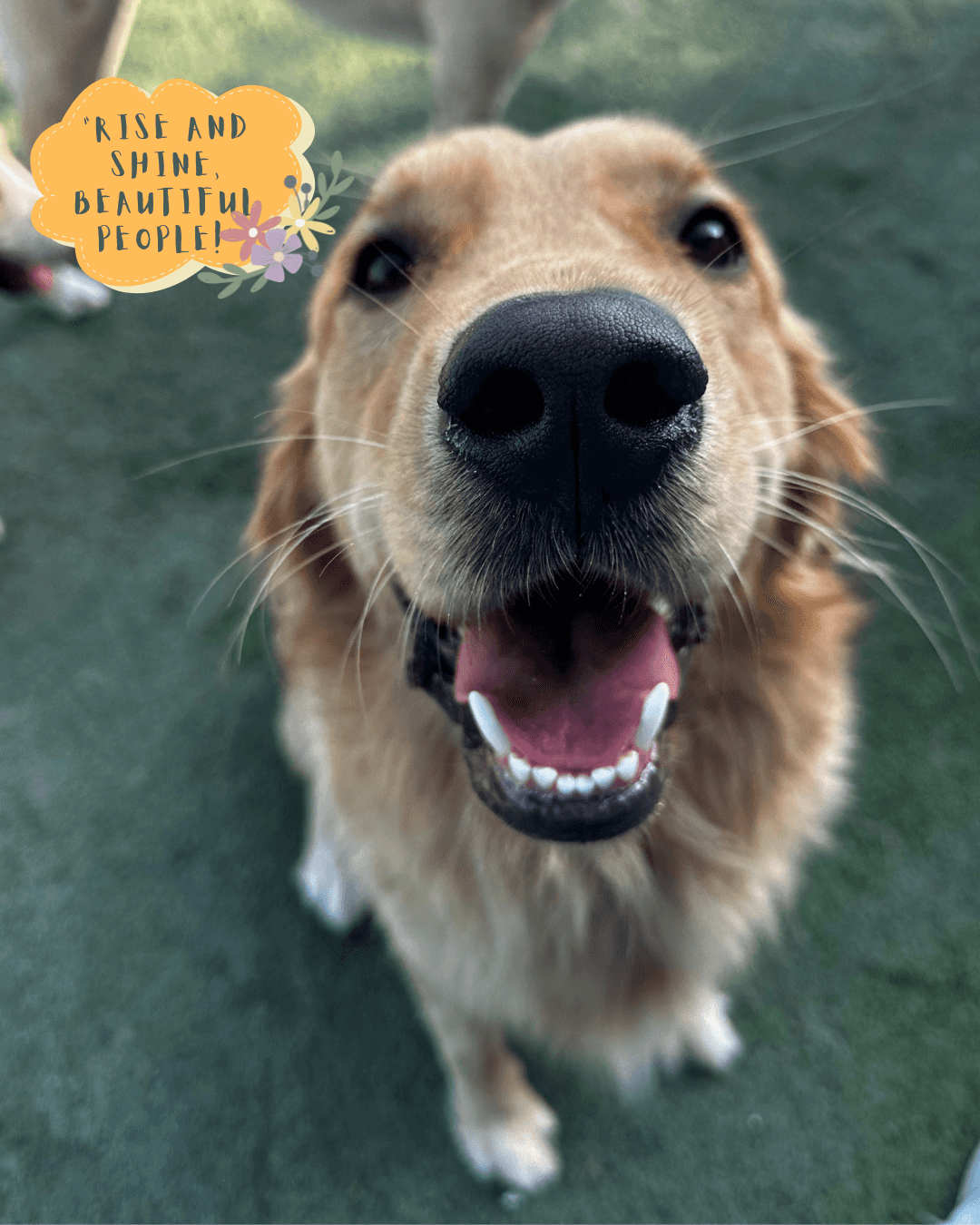 Happy Buddies - Dog Daycare & Boarding